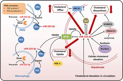 MiR-223-3p in Cardiovascular Diseases: A Biomarker and Potential Therapeutic Target